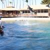 Dolphin Quest Photos-id264649152