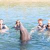 Dolphin Quest Photos-id264649156