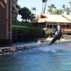 Dolphin Quest Photos-id264649157