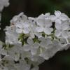 IMG_8719