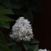 IMG_8724