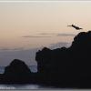 BlackRockDive