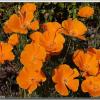 CaliforniaPoppy