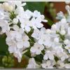 Lilac2009-BridalMemories