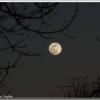 NightMoonSoapbar