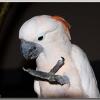 SalmonCockatoo