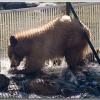 bear3