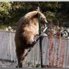bear5