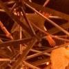 burningmancloseup