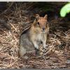 chipmunk2