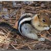chipmunk3