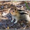 chipmunk