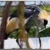 crane