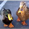 ducks