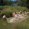 flamingo