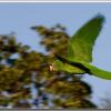flight