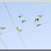 flock