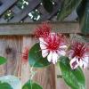 flower2