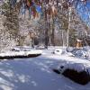 forest_a