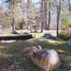 forest_b