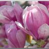 magnolia