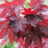 maple