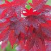 mapleintherain1