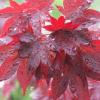 mapleintherain