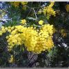 mimozza