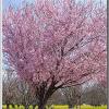 plum-n-cherries