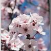 plumcloseup