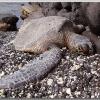 resting_upclose