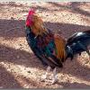 rooster