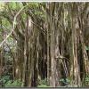 roots