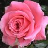 rose_335x317