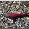 salmon3