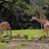 savanna