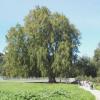 tree1t