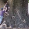 tree2t