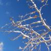 treebranch
