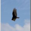 turkeyvulture