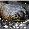 turtlehead