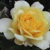 yellowII_450x387