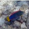 yellowtail