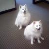 TwoWhiteDogs