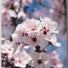plumcloseup