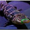 DasCroc2