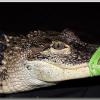 DasCroc3
