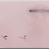 parasmokers