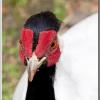 Pheasant2